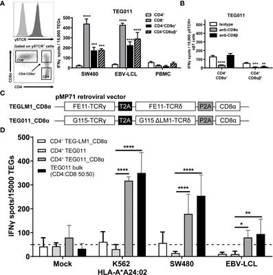 Adding Help to an HLA-A*24:02 Tumor-Reactive γδTCR Increases Tumor Control